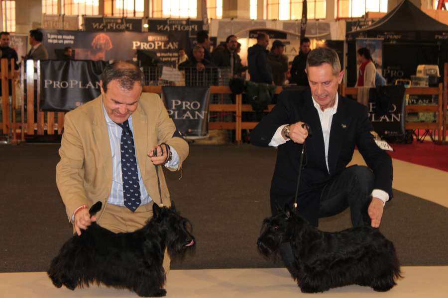 Exposiciones Nacional e Internacional de Granada. Scottish Terrier.