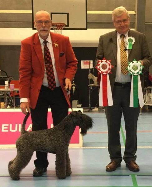 Kerry Blue Terrier.  Ch. Clanciarrai Moody Blue. Kerry Blue Terrier.  Ch. Clanciarrai Moody Blue.