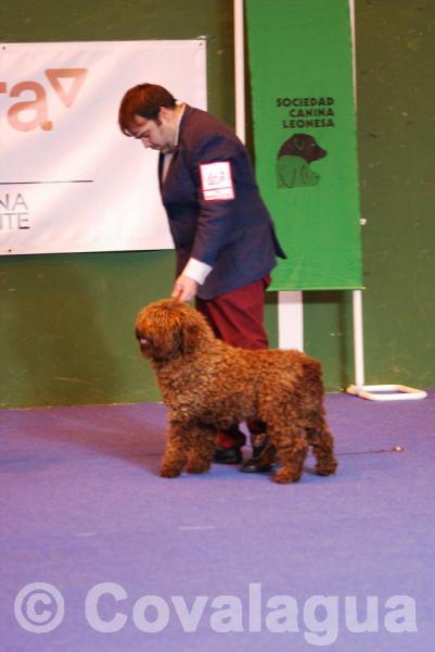 Perro de Agua Español. Perro de Agua Español.
