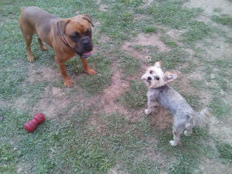 Coco y Nody en su parque de la Residencia Canina La Cadiera en Avila