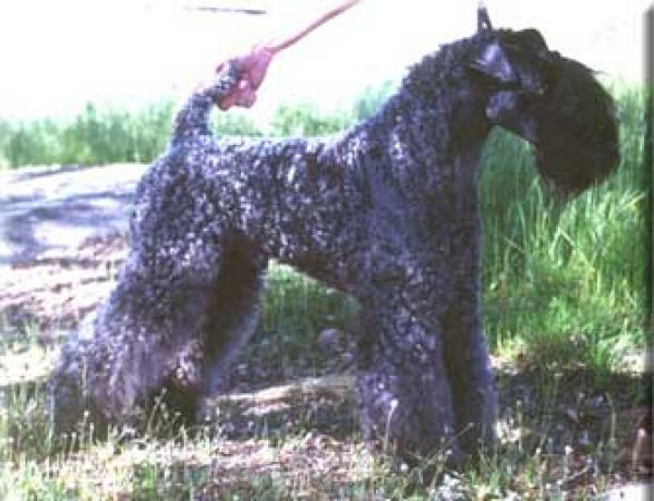 Kerry Blue Terrier. Ch. Gaeltacht Gorm Tiarna.  Kerry Blue Terrier. Ch. Gaeltacht Gorm Tiarna.