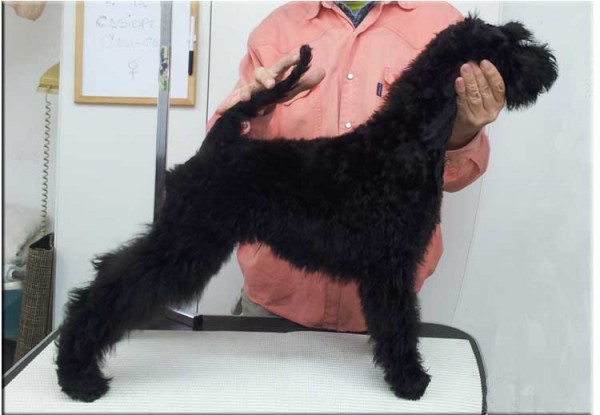 Kerry Blue Terrier. Ch. Casiopea de La Cadiera. 