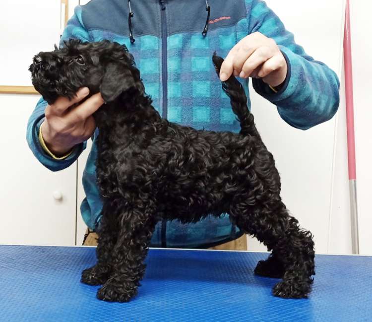 Kerry Blue Terrier. Camada 3P. La Cadiera Pirata Roberts.
