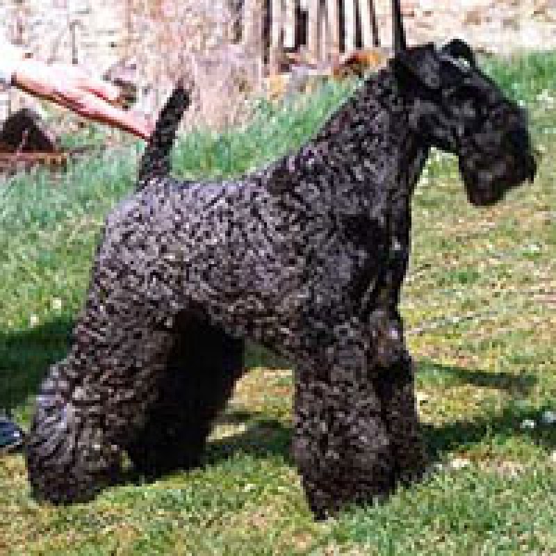 Kerry Blue Terrier. Aran Bailebrigin. Kerry Blue Terrier. Aran Bailebrigin.