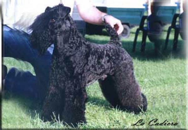 Kerry Blue Terrier. Ch. Vaya Tela de La Cadiera. 