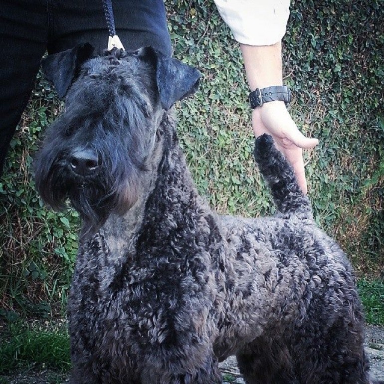 Kerry Blue Terrier. Ch. La Cadiera Diamonds Are Forever. Exc. 1ra-CAC-CACIB y BOS. 