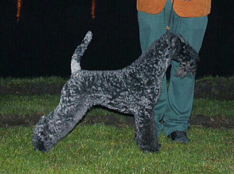 Kerry Blue Terrier. Ch. Multi Ch. Quinta Esencia de La Cadiera. Exc. 1ª-CAC-CACIB y BOB. 