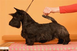 Scottish Terrier. Filisite Brash Glamorous Delight.