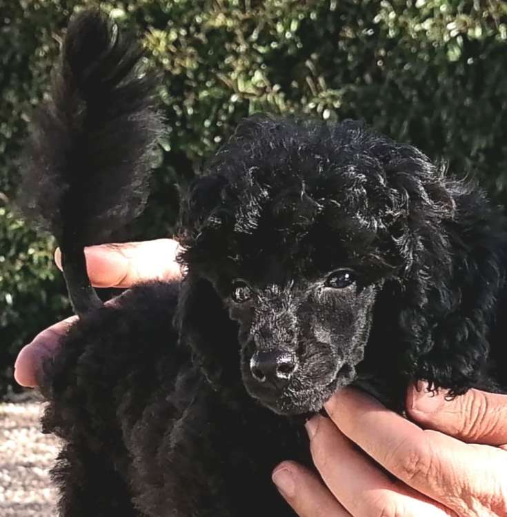 Caniche. La Cadiera Yeyé.