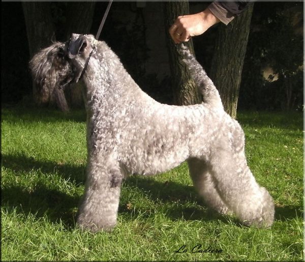 Kerry Blue Terrier. Ekstrim Show Norway de La Cadiera. 