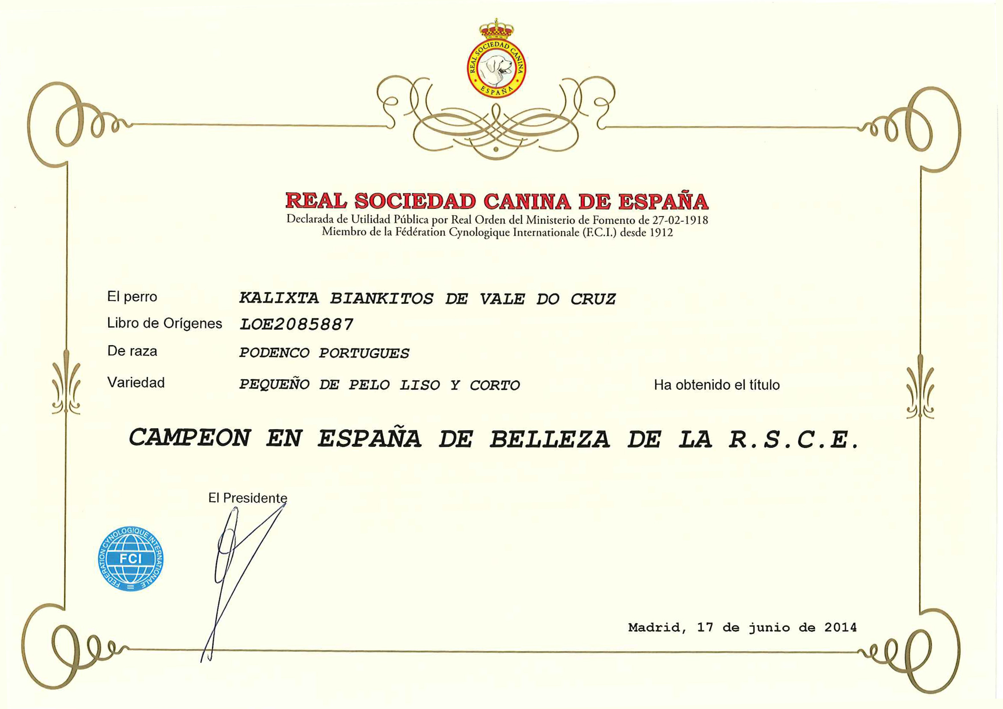 Podenco Portugués.  Ch. Kalixta Biankitos de Vale do Cruz.