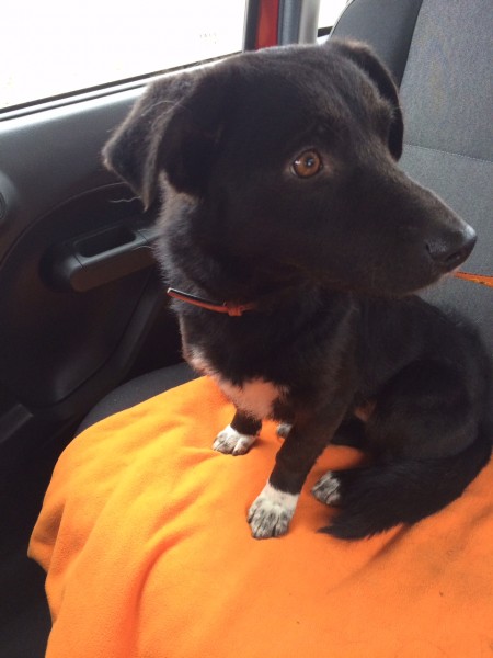 Nuestra recogida de Huellas. 