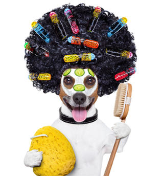 Estética Canina Estética Canina