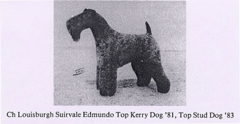 Kerry Blue Terrier. Ch. Louisburgh Suirvale Edmundo. Kerry Blue Terrier. Ch. Louisburgh Suirvale Edmundo.