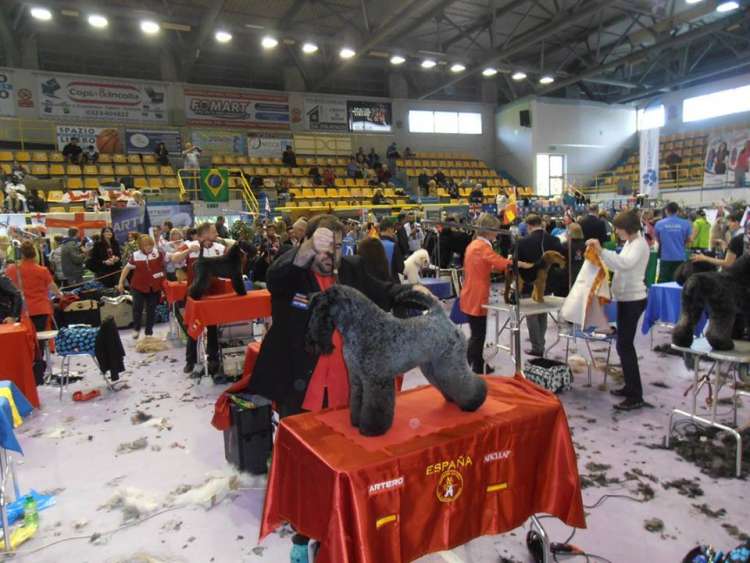 Kerry Blue Terrier. Roberto con la Multi Ch. Bluemont Analivia Purabella de La Cadiera