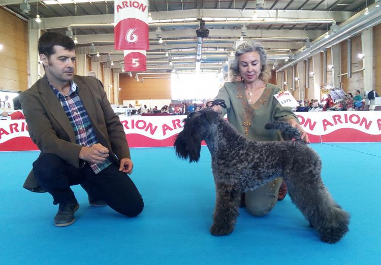 Kerry Blue Terrier.  Ch. La Cadiera Geisha. Exc. 1ª CAC CACIB BOS.