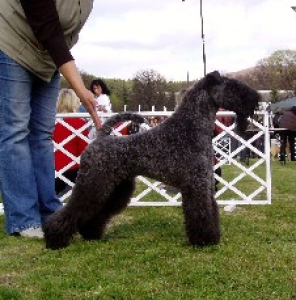 Kerry Blue Terrier. Ch. Kerrydom Court Hardy.  Kerry Blue Terrier. Ch. Kerrydom Court Hardy.