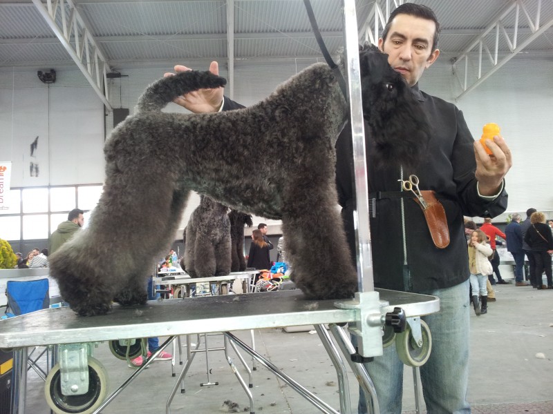 Kerry Blue Terrier. Ch. La Cadiera Estela Plateada. Exc. 1ª Best Champion. Kerry Blue Terrier. Ch. La Cadiera Estela Plateada. Exc. 1ª Best Champion.