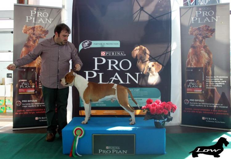 American Staffordshire Terrier.