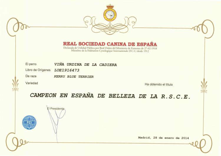 Kerry Blue Terrier. Spain Ch. Viña Urdina de La Cadiera.