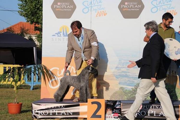 Kerry Blue Terrier.  Ch. Angus de Liott. Exc. 1º CAC BOB RBIS.