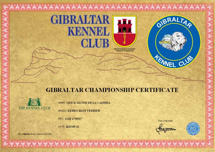 Kerry Blue Terrier.  Gibraltar Ch. Quick Silver de La Cadiera at Liott.