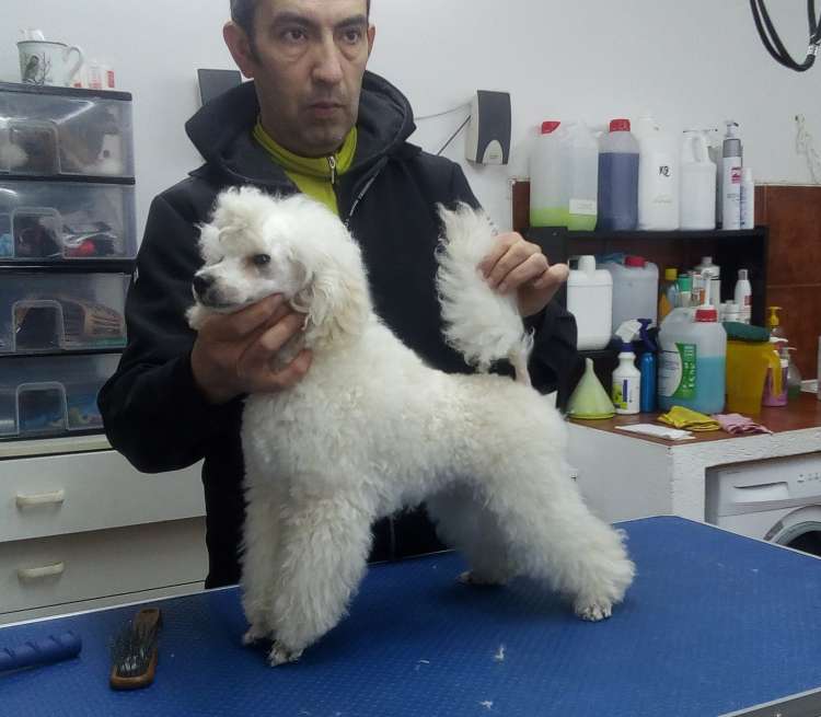 Camada 3J Caniche Enano. Jon Nieve con 4 meses.