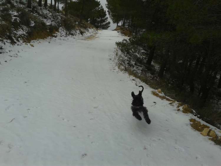 Sirena Azul De La Cadiera.