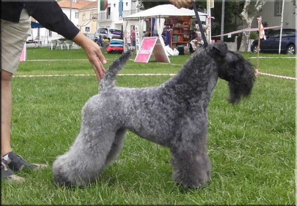 Kerry Blue Terrier. Ch. Quick Silver de La Cadiera at Liott.  Kerry Blue Terrier. Ch. Quick Silver de La Cadiera at Liott.