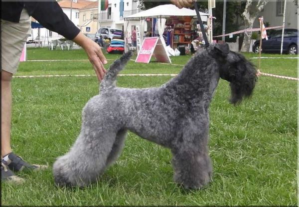 Kerry Blue Terrier. Ch. Quick Silver de La Cadiera at Liott. 