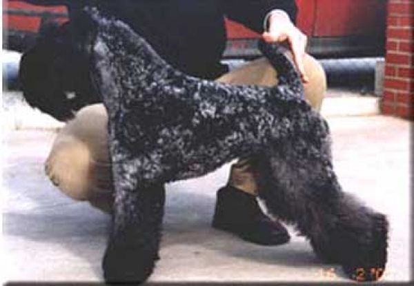 Kerry Blue Terrier. Ch. Sorbete de Limon de La Cadiera.  Kerry Blue Terrier. Ch. Sorbete de Limon de La Cadiera.