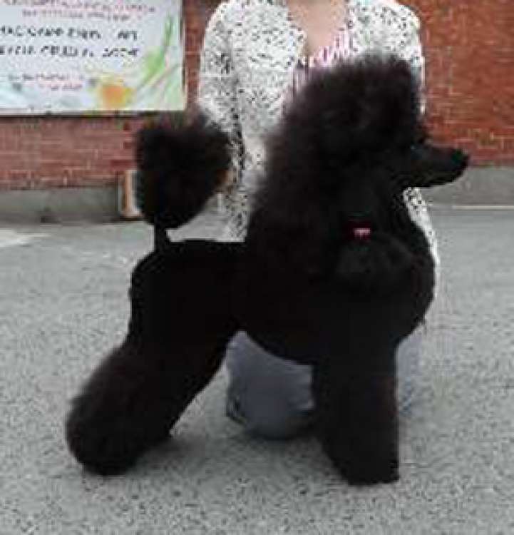 Multi Ch. Black Dominanta Barcelona.