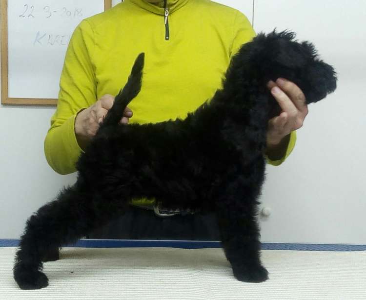 Camada 3K. La Cadiera Karen. 2 meses.