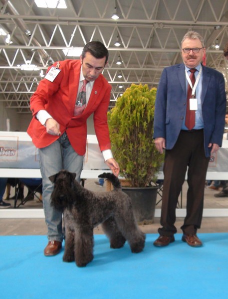 Kerry Blue Terrier. Ch. La Cadiera Estela Plateada. Exc. 1ª  CAC   BOS. Kerry Blue Terrier. Ch. La Cadiera Estela Plateada. Exc. 1ª  CAC   BOS.