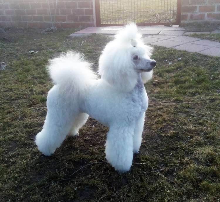 Ch. Moja Variatsija Uvertura. Caniche.