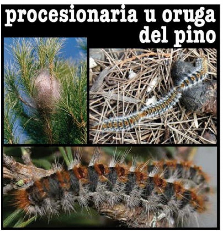 Procesionaria del pino