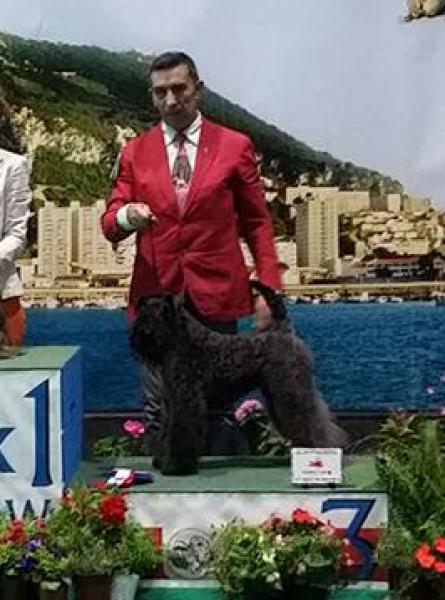 Kerry Blue Terrier.  Ch. La Cadiera Estela Plateada   3ª Mejor del Grupo III.