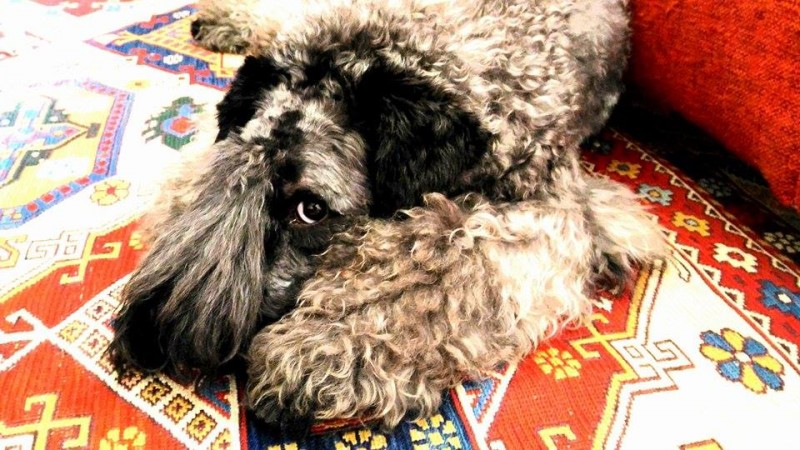 Kerry Blue Terrier. La Cadiera Gandalf el Gris.