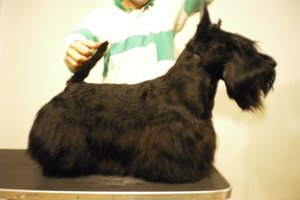 Scottish Terrier. De Magic Illusions Acdc At Treysas´s.