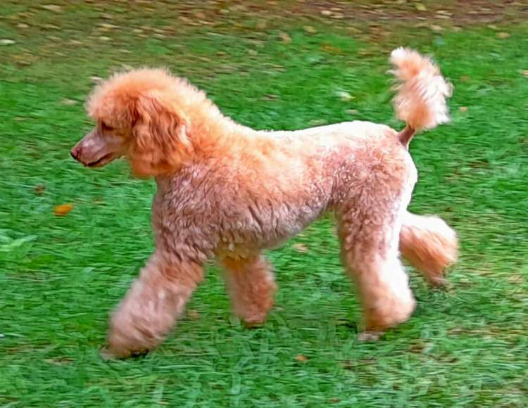 Caniche. La Cadiera Baronesa Von Blixen.