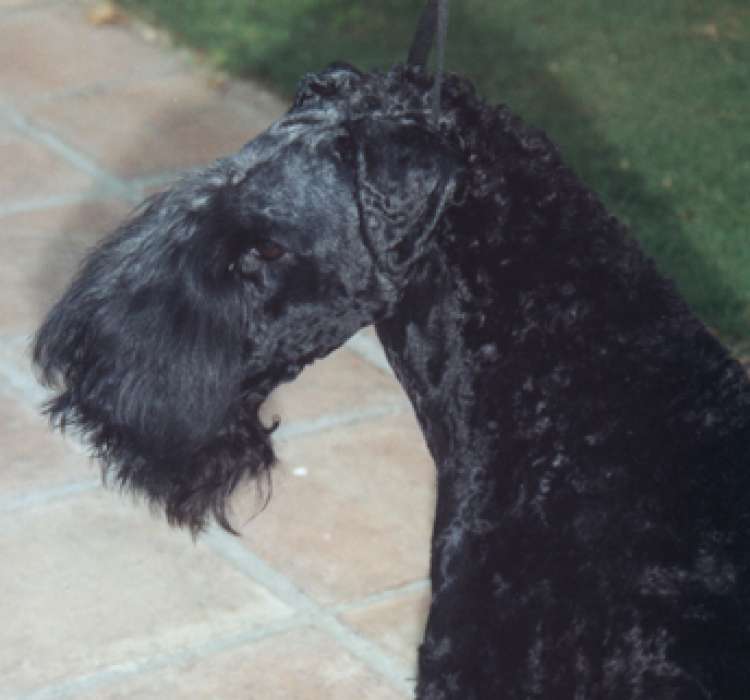 Kerry Blue Terrier.  Ch. Armshead Leader of the Pack.