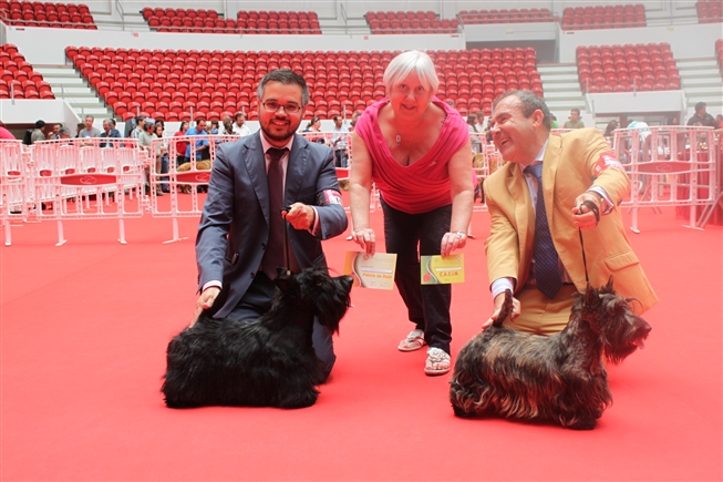 Exposición Internacional de Elvas (Portugal). Scottish Terrier.