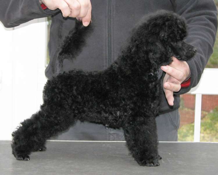 Caniche. Camada 3N. La Cadiera Nicodemo con 3 meses.