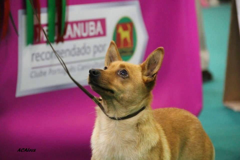 Podenco Portugués.  Ch. Kalixta Biankitos de Vale do Cruz.