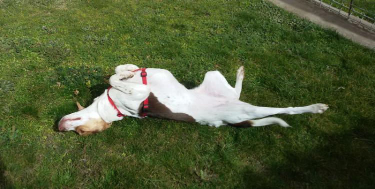 Dana disfrutando en la hierba de su parque Dana disfrutando en la hierba de su parque