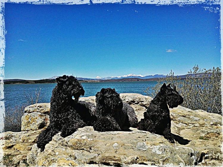 Kerry Blue Terrier.  Ch. Quinta Esencia de La Cadiera con Anita y Pepa.