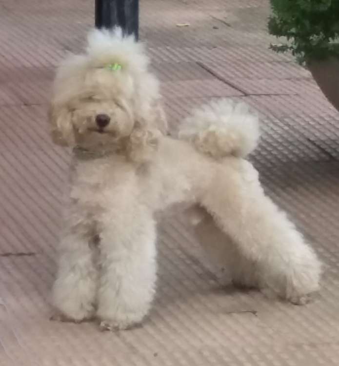 Caniche. La Cadiera Leonidas.