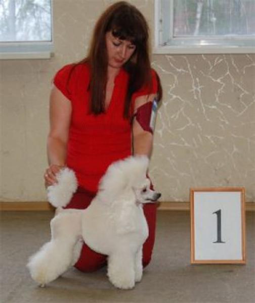 Caniche.  Ch. Excell Exclamation.