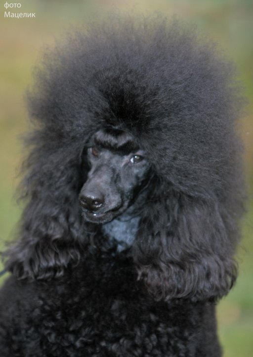 Caniche. Lat Sincerely Jp Summer Breeze.