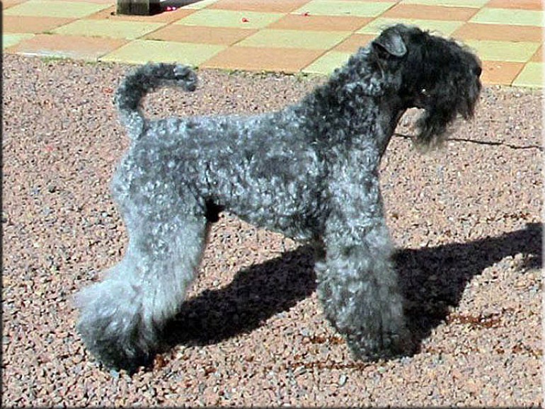 Kerry Blue Terrier. Ch. Simply the Best de La Cadiera. Exc. 1ra - C.A.C. - BOB. 